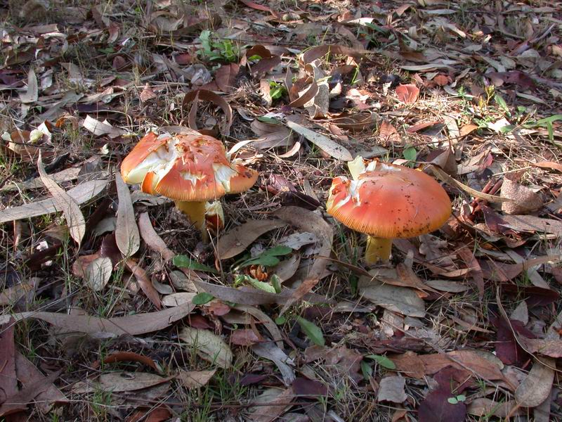 Escursione autunnale in Corsica